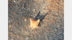 대학 교정에 새끼 고양이 사체 훼손·유기…경찰 수사