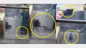 [영상]‘톰과 제리’ 실사판…쥐의 집요한 ‘괴롭힘’에 고양이 줄행랑 