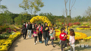 21일까지 인천 국화꽃 축제