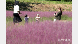 분홍색 핑크뮬리 인기