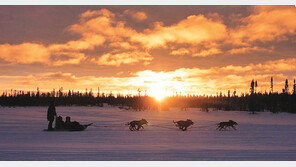 눈 덮인 호수서 개썰매 타고 즐기는 오로라 투어 