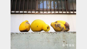 [고양이 눈]당신 같은 향기