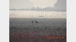 ‘겨울 진객’ 흑두루미 2마리, 순천만서 올해 첫 관찰