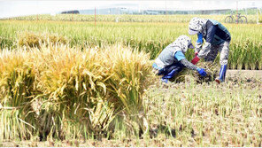 올해 쌀 생산량 387만5천t 전망…38년 만에 최저