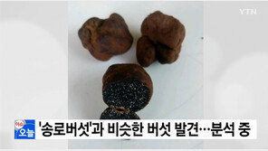 국내 최초 송로버섯 발견?…‘진짜’로 확인될 경우 가격 ‘어마어마’