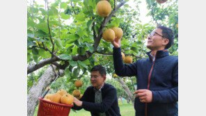“영동군 배 먹고 100세까지 사세요”