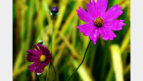 오늘 전국 가을비 촉촉…미세먼지 ‘좋음’~‘보통’