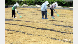 벼 말리기 좋은 수확의 계절