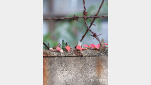 [고양이 눈]담쟁이