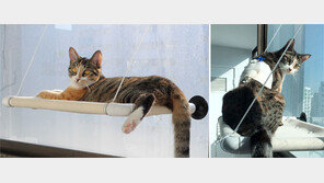 [책의 향기]언젠가 너로 인해 울게 돼도 괜찮아, 가족이니까