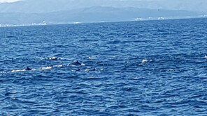 울산 앞바다서 참돌고래떼 100여마리 유영…10월 운항 첫 발견