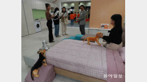 반려동물 위해 조명-환기까지 배려한 인테리어