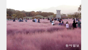 첨성대에 분홍색 물결