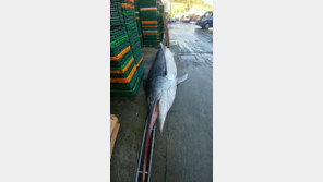 통영수협 위판장에 잡혀온 황새치, 길이 5m··부리만 1m 넘어