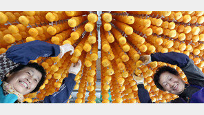 “탐스럽죠”… 곶감이 익어가는 계절