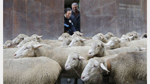 양들의 겨울나기 채비