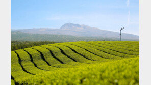 “국산 茶나무, 외국산보다 카테킨·항산화 풍부”