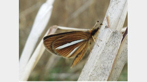 멸종위기 ‘은줄팔랑나비’ 금강 일대서 역대 최대규모 발견