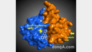 에스티팜, 美 지원 받아 새 에이즈치료제 ‘STP03-0404’ 연구