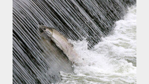 포항 형산강에 돌아온 연어