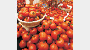 스마트팜이 되살린 토마토 수출… 日시장점유율 53%로 1위