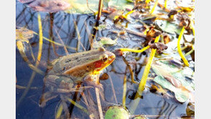 멸종위기 ‘금개구리’ 9년 만에 국립생태원서 재발견