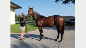 미국경주 우승, 국산마 역수출…‘케이닉스’의 힘