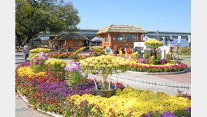 사문진나루터에서 국화 전시