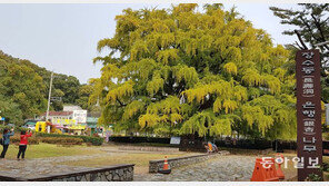 노랗게 물든 장수동 은행나무
