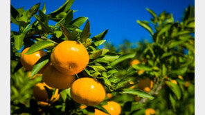 신라스테이 제주, ‘감귤밭 체험’ 패키지 출시