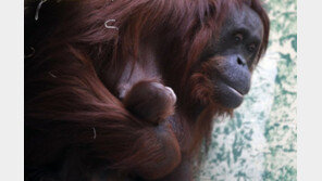 평균수명이 30년인데…30세 오랑우탄, 새끼 낳다