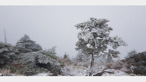 지리산 천왕봉 올 가을 첫 눈, 상고대 피어 장관