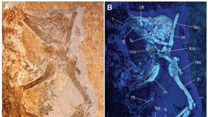 시조새 또다른 ‘종’ 발견…“오늘날 조류의 조상일지도”