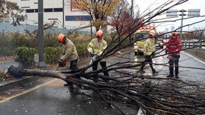 “강풍 때문에”…인천서 가로수 쓰러져 도로 덮쳐