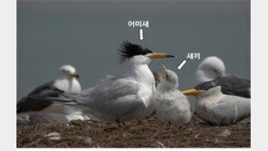 멸종위기 ‘뿔제비갈매기’ 국내서 3년 연속 번식 성공