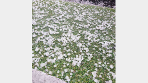 “날씨 실화?” “카페로 피신”…서울·경기 우박 세례에 시민들 ‘화들짝’