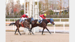대완마, 과천시장배 우승 “2세 국산 최강마 타이틀 잡는다”