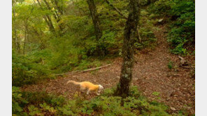 설악산국립공원 한계령 일원서 흰 담비 포착…지난 9월 흰 다람쥐 이어 