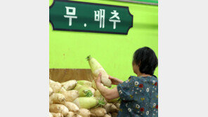 올해 김장 부담 늘듯…폭염에 가을배추 재배면적 ‘뚝’