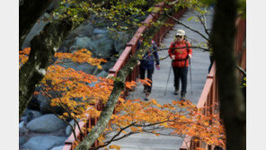 단풍 절정 맞은 한라산…“이번 주말 가을산행 최적기”