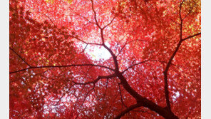 [청계천 옆 사진관]단풍 인생샷, 부끄러워 말고 연출하세요