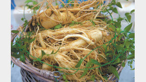 인삼 사포닌의 특별함… 효능으로 말하다