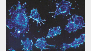 “노벨상 ‘면역체크 포인트 억제제’ 모든 환자에 효과 있는 것 아니다”