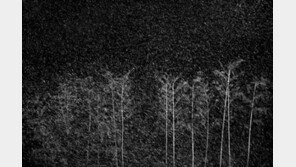 원춘호 ‘竹林雪花’ 사진전, 오는 31일부터 갤러리 그림손에서 열린다