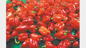 네덜란드-뉴질랜드 꿇어!… 日시장 석권한 ‘코리아 파프리카’