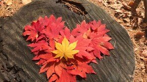 [고양이눈/사진 칼럼]너를 향한 마음