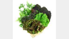 신선채소 소매가, 도매가보다 최대 200% 이상 비싸