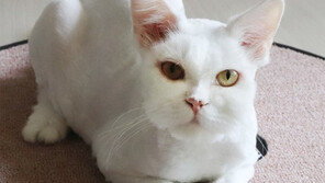 [단신]오티티닷컴, 반려동물 상품-서비스 선봬 外