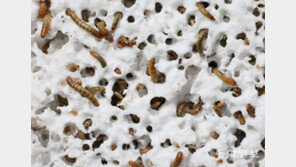 유럽연구진, 플라스틱 섭취 벌레 발견… 국내선 분해능력 향상 효소 개발