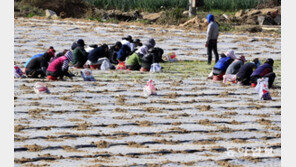 월동배추 모종작업 분주